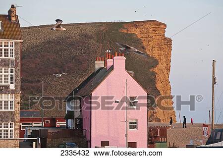 Seagull During Flight With Buildings And Cliff In Background; West Bay, East Cliff, Jurassic Coast, Dorset, England View Large Photo Image Stock Image - Seagull During Flight With Buildings And Cliff In Background; West Bay, East Cliff, Jurassic Coast, Dorset, England. Fotosearch