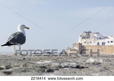 Picture - Seagull On The Sea Wall At Essaouira With Old Walled City In Background. Fotosearch