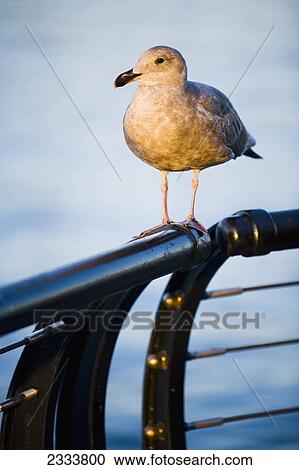 Seagull Perched On Railing, Vancouver Waterfront, Harbor; Vancouver, British Columbia, Canada View Large Photo Image Stock Image - Seagull Perched On Railing, Vancouver Waterfront, Harbor; Vancouver, British Columbia, Canada. Fotosearch