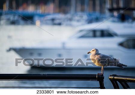 Seagull Perching On Railing, Vancouver Waterfront, Harbor; Vancouver, British Columbia, Canada View Large Photo Image Stock Image - Seagull Perching On Railing, Vancouver Waterfront, Harbor; Vancouver, British Columbia, Canada. Fotosearch