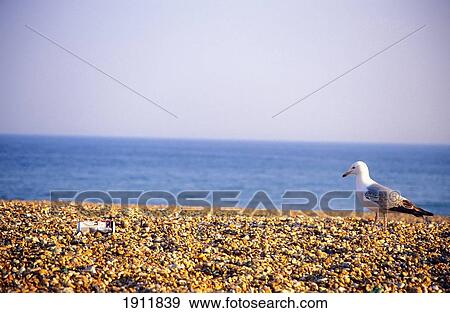 Stock Photo - Seagull Walking On Brighton Beach, Brighton, Uk. Fotosearch