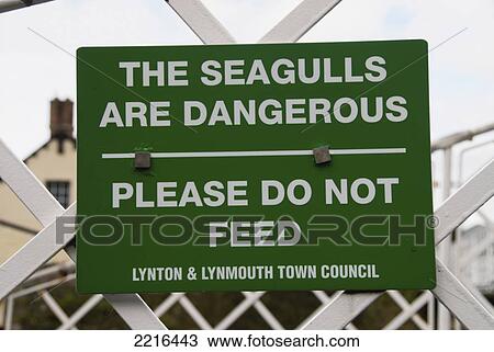 Stock Image - Seagulls Are Dangerous Sign In Lynmouth, Exmoor, United Kingdom. Fotosearch