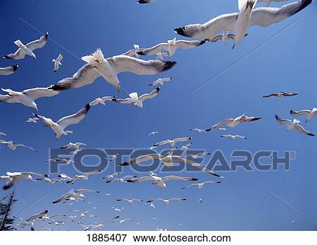 Stock Photo - Seagulls, Close Up. Fotosearch