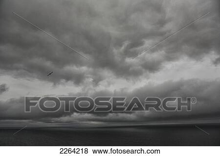 Stock Photo - Seagulls fly over the atlantic ocean under dark and stormy skies; iceland. Fotosearch