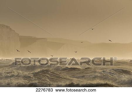 Seagulls Flying Above Rough Waves At Dawn With The Cliffs Of The Seven Sisters Country Park Behind, East Sussex, Uk View Large Photo Image Stock Image - Seagulls Flying Above Rough Waves At Dawn With The Cliffs Of The Seven Sisters Country Park Behind, East Sussex, Uk. Fotosearch