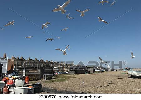 Stock Image - Seagulls In Flight Above The Fish Huts On Aldeburgh Beach, Suffolk, Uk. Fotosearch
