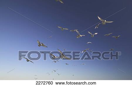 Stock Image - Seagulls in flight; boston massachusetts usa. Fotosearch