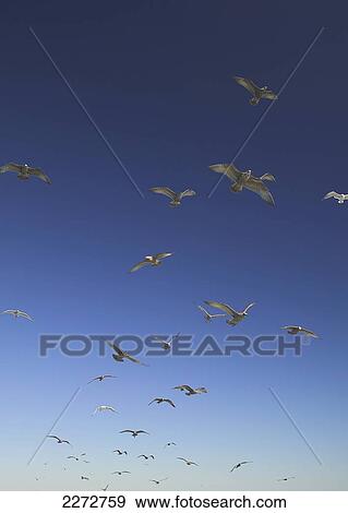 Seagulls in flight; boston massachusetts usa View Large Photo Image Stock Photo - Seagulls in flight; boston massachusetts usa. Fotosearch