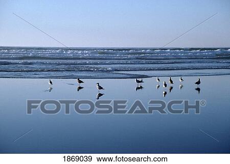 Seagulls Standing On The Shore As The Waves Roll In View Large Photo Image Stock Photo - Seagulls Standing On The Shore As The Waves Roll In. Fotosearch