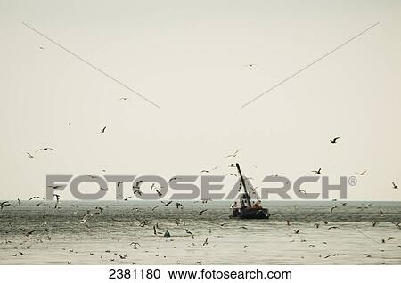 Stock Image - Seagulls surround a fishing trawler off the coast of Shaldon; Shaldon, Devon, England. Fotosearch