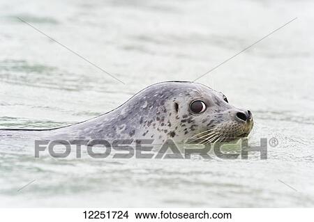 Picture - Seal swimming and looking to the side into the camera; Valdez, Alaska, United States of America. Fotosearch