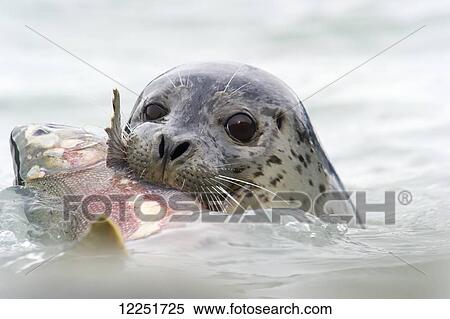 Seal with Silver Salmon in it's mouth; Valdez, Alaska, United States of America View Large Photo Image Stock Photography - Seal with Silver Salmon in it's mouth; Valdez, Alaska, United States of America. Fotosearch