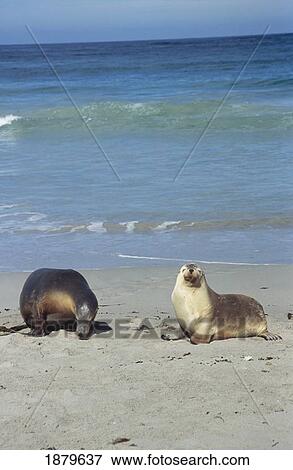 Seals On The Beach View Large Photo Image Stock Photo - Seals On The Beach. Fotosearch