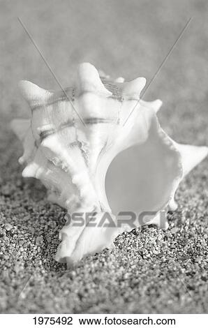 Stock Image - Seashell on the beach. Fotosearch
