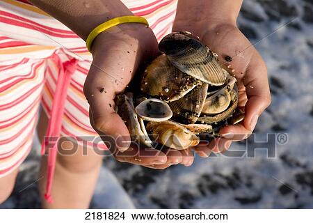 Seashells Handfull View Large Photo Image Picture - Seashells Handfull. Fotosearch