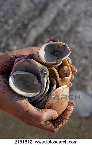 Stock Image - Seashells Handfull. Fotosearch