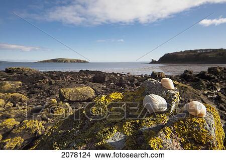 Picture - Seashells Sitting On A Rock Covered With Lichen; Dumfries And Galloway Scotland. Fotosearch
