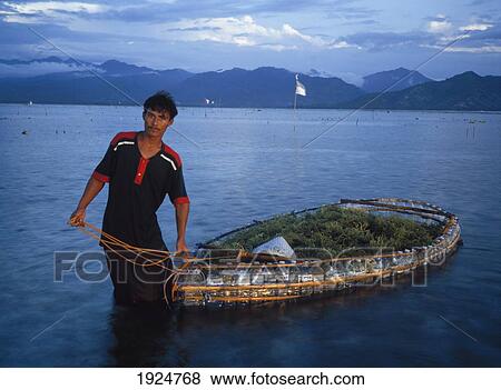 Seaweed Farmer View Large Photo Image Stock Photo - Seaweed Farmer. Fotosearch