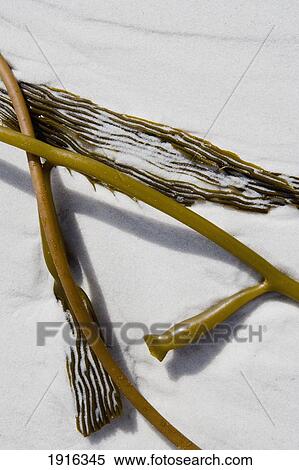 Seaweed In Sand View Large Photo Image Stock Photography - Seaweed In Sand. Fotosearch