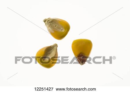 Seed corn kernels on a white background View Large Photo Image Stock Photo - Seed corn kernels on a white background. Fotosearch