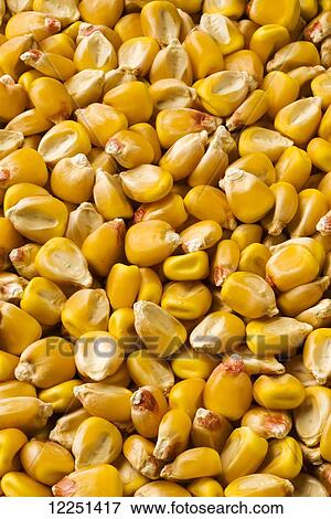 Seed corn kernels that have not yet had any protective coating applied View Large Photo Image Stock Photo - Seed corn kernels that have not yet had any protective coating applied. Fotosearch