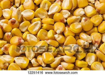 Stock Photograph - Seed corn kernels that have not yet had any protective coating applied. Fotosearch