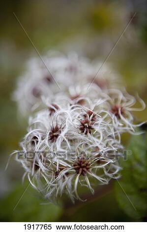 Stock Photography - Seed Head Of Old Mans Beard. Fotosearch