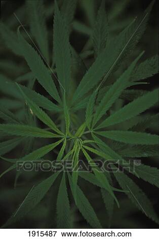 Stock Photo - Seeds Of Passion, Detail Of Cannabis Plant. Fotosearch