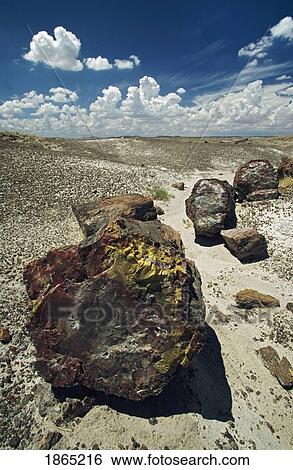 Stock Photograph - Segment Of Petrified Log Reveals Mineral Colors. Fotosearch