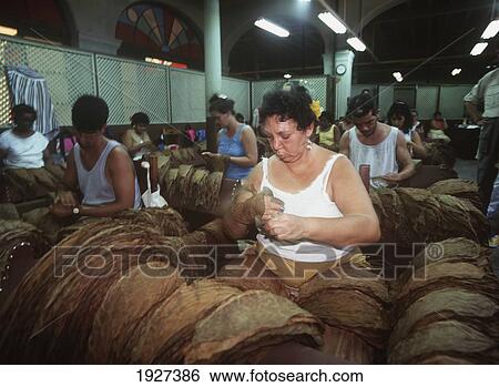 Stock Photograph - Selecting Different Grades Of Tobacco. Fotosearch