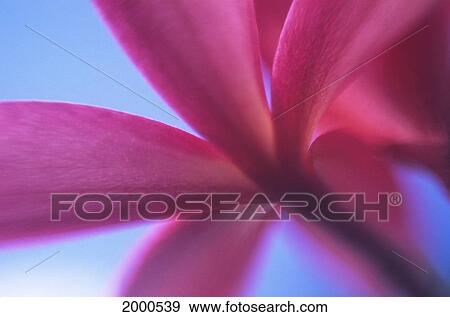 Selective Focus Extreme Close-Up Of Dark Pink Plumeria Flower Underside Blue Sky View Large Photo Image Stock Photo - Selective Focus Extreme Close-Up Of Dark Pink Plumeria Flower Underside Blue Sky. Fotosearch