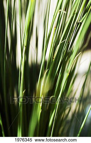 Stock Photography - Selective Focus Of Green Grassy Shoots.. Fotosearch