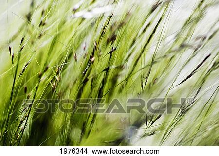 Selective Focus Of Green Ornamental Grass (Stipa Gigantea). View Large Photo Image Picture - Selective Focus Of Green Ornamental Grass (Stipa Gigantea).. Fotosearch
