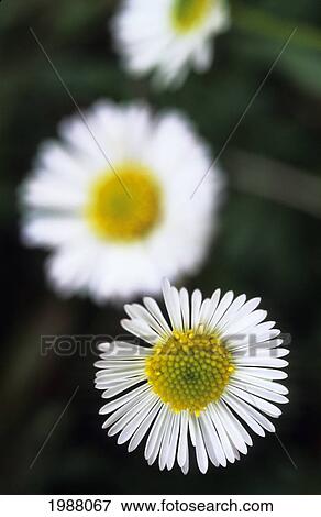 Selective Focus On One Of Three White And Yellow Daisy's View Large Photo Image Stock Photo - Selective Focus On One Of Three White And Yellow Daisy's. Fotosearch