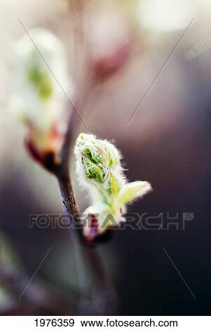 Selective Focus On Single Green Bud, Cottonwood Tree View Large Photo Image Stock Photo - Selective Focus On Single Green Bud, Cottonwood Tree. Fotosearch