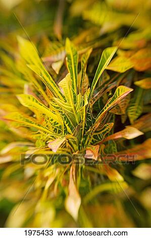 Stock Image - Selective Focus On Yellow Croton Leaves.. Fotosearch