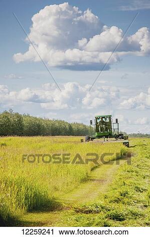 Self propelled disc mower cutting a field of hay (grass); Delta Junction, Alaska, United States of America View Large Photo Image Stock Image - Self propelled disc mower cutting a field of hay (grass); Delta Junction, Alaska, United States of America. Fotosearch