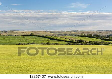 Stock Photo - Semi-ripe grain field with rolling green fields in the background with blue sky and clouds on the horizon; Alberta, Canada. Fotosearch