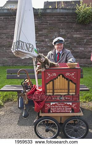 Stock Image - Senior Male Organ Grinder In Wertheim Am Main, Baden-Wurttemberg, Germany. Fotosearch