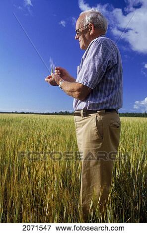 Senior Wheat Farmer Inspecting Crop, Pei View Large Photo Image Stock Photo - Senior Wheat Farmer Inspecting Crop, Pei. Fotosearch