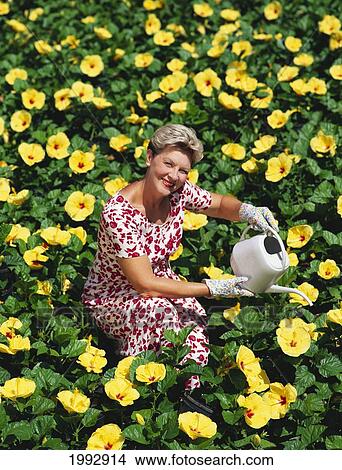 Picture - Senior Woman Amidst Hundreds Of Yellow Hibiscus Flowers, Watering Plants, Smiling. Fotosearch