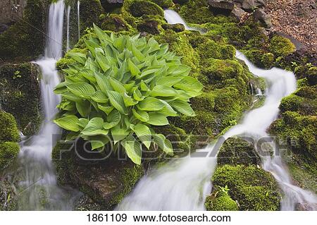 Stock Photo - Serene Waterfall. Fotosearch