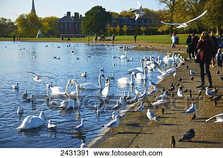 Stock Image - Serpentine River, Kensington Gardens; London, England. Fotosearch