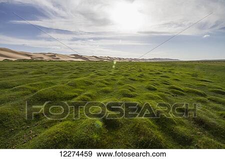 Stock Photo - Seruun Bulag oasis by the sand dunes of Khongoryn Els, Gobi Gurvansaikhan National Park, ÃƒÆ’Ã¢â‚¬â€œmnÃƒÆ’Ã‚Â¶govi Province, Mongolia. Fotosearch
