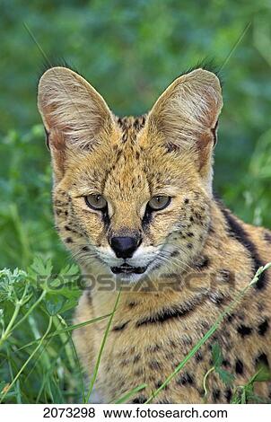 Serval. Huge Ears Act As Dish Antennae To Locate Prey. Africa. Felis Leptailurus Serval. View Large Photo Image Stock Photo - Serval. Huge Ears Act As Dish Antennae To Locate Prey. Africa. Felis Leptailurus Serval.. Fotosearch