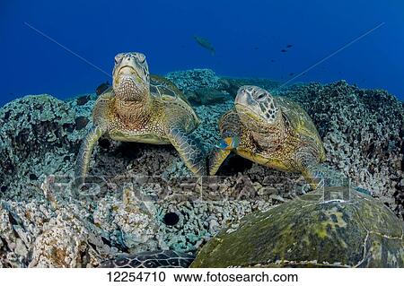 Stock Image - Several green sea turtles (Chelonia mydas), an endangered species, gather at a cleaning station off West Maui; Maui, Hawaii, United States of America. Fotosearch