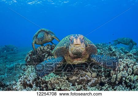 Several green sea turtles (Chelonia mydas), an endangered species, gather at a cleaning station off West Maui; Maui, Hawaii, United States of America View Large Photo Image Stock Photo - Several green sea turtles (Chelonia mydas), an endangered species, gather at a cleaning station off West Maui; Maui, Hawaii, United States of America. Fotosearch