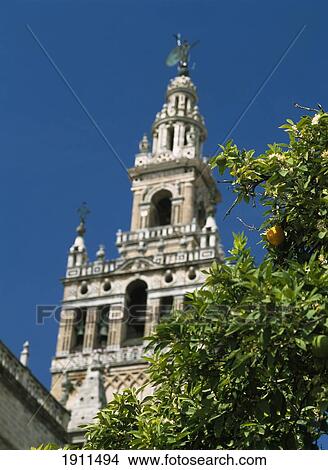Seville Cathedral With Giralda Tower Behind Palm Tree, Seville, Andalucia, Spain View Large Photo Image Picture - Seville Cathedral With Giralda Tower Behind Palm Tree, Seville, Andalucia, Spain. Fotosearch