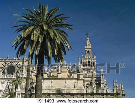 Seville Cathedral With Giralda Tower Behind Palm Tree, Seville, Andalucia, Spain View Large Photo Image Stock Image - Seville Cathedral With Giralda Tower Behind Palm Tree, Seville, Andalucia, Spain. Fotosearch
