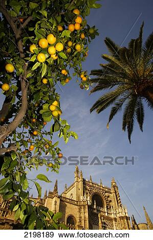 Stock Photo - Seville, Spain. Orange Trees By Cathedral Gilrada. Fotosearch